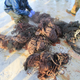 Debris pulled from the whale’s stomach.